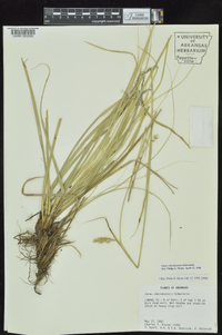 Carex cherokeensis image