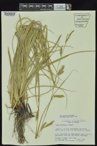 Carex cherokeensis image