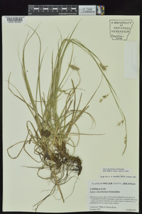 Carex cherokeensis image