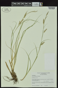 Carex cherokeensis image