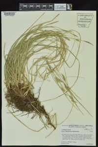 Carex cherokeensis image