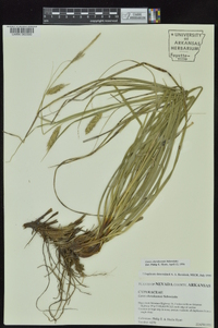 Carex cherokeensis image