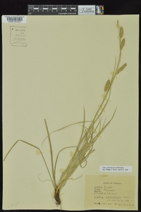 Carex cherokeensis image