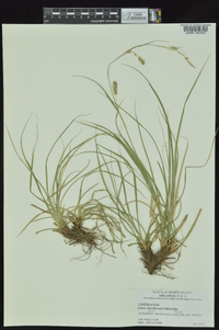 Carex cherokeensis image