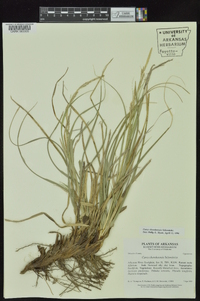 Carex cherokeensis image