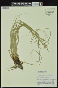 Carex cherokeensis image