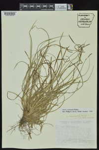 Carex communis var. communis image