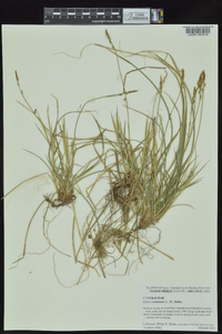 Carex communis var. communis image