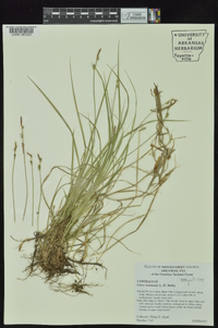 Carex communis var. communis image