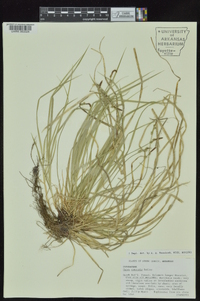 Carex communis var. communis image