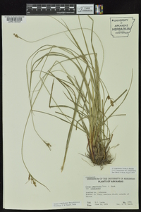 Carex complanata image