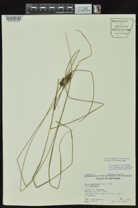 Carex complanata image