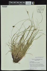 Carex complanata image