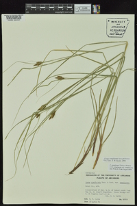 Carex complanata image