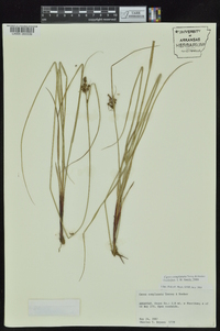 Carex complanata image