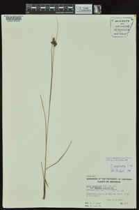 Carex complanata image