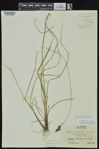 Carex complanata image