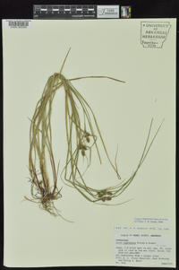 Carex complanata image