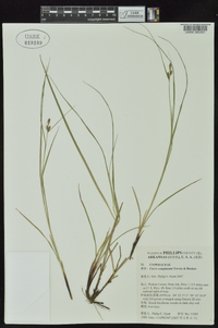 Carex complanata image