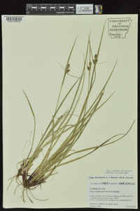 Carex complanata image