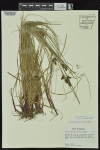 Carex complanata image