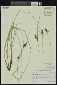 Carex complanata image