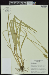 Carex conjuncta image