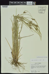 Carex corrugata image