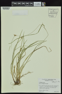 Carex corrugata image