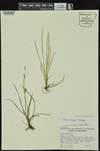 Carex crawei image