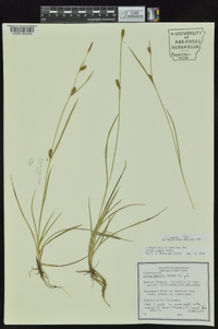 Carex crawei image