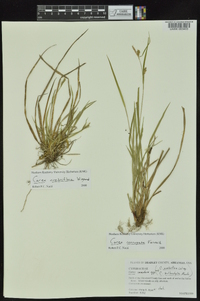 Carex crebriflora image