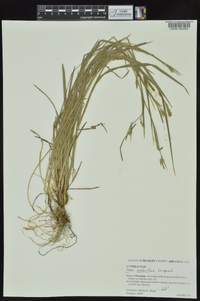 Carex crebriflora image