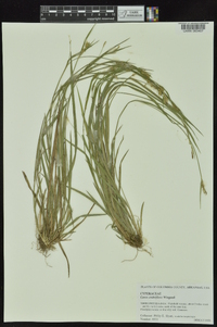 Carex crebriflora image