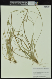 Carex crebriflora image