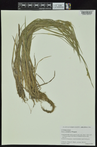 Carex crebriflora image