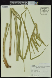 Carex crinita var. brevicrinis image