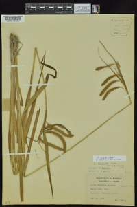 Carex crinita var. brevicrinis image