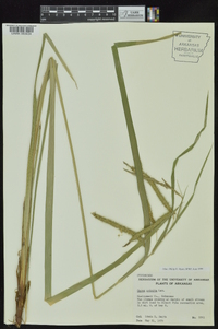 Carex crinita var. brevicrinis image