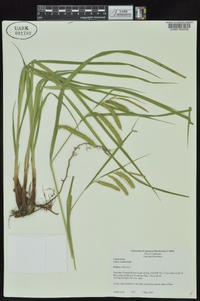 Carex crinita var. brevicrinis image