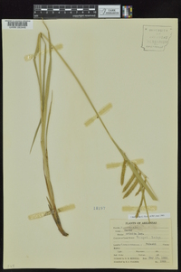 Carex crinita var. brevicrinis image