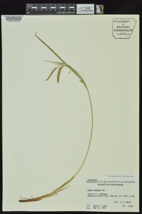 Carex crinita var. brevicrinis image