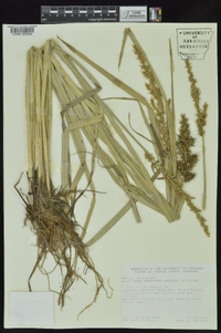 Carex crus-corvi image