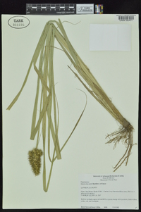 Carex crus-corvi image