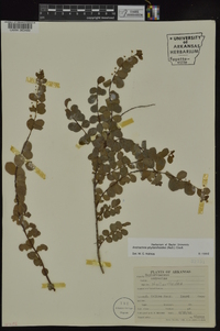 Andrachne phyllanthoides image