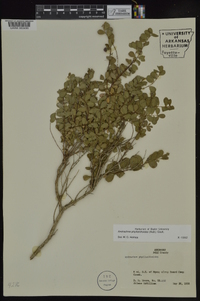 Andrachne phyllanthoides image