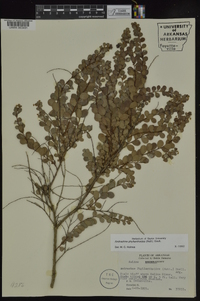 Andrachne phyllanthoides image