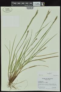 Carex debilis var. debilis image