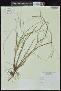 Carex debilis var. debilis image