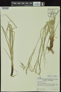 Carex debilis var. debilis image